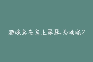猫咪总在床上尿尿.为啥呢?-动物百科