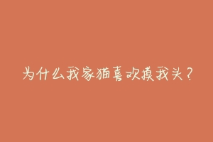 为什么我家猫喜欢摸我头?-动物百科