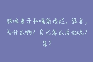 猫咪鼻子和嘴角溃烂,很臭,为什么啊?自己怎么医治呢?急?-动物百科