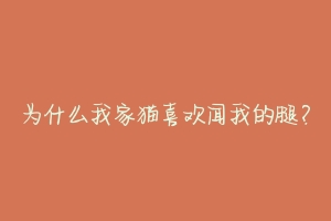 为什么我家猫喜欢闻我的腿?-动物百科