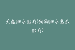 犬瘟细小治疗(狗狗细小怎么治疗)-动物百科