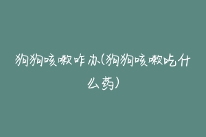 狗狗咳嗽咋办(狗狗咳嗽吃什么药)-动物百科