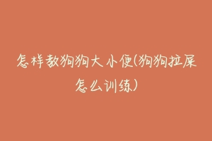 怎样教狗狗大小便(狗狗拉屎怎么训练)-动物百科