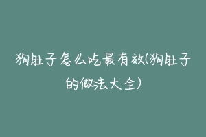 狗肚子怎么吃最有效(狗肚子的做法大全)-动物百科