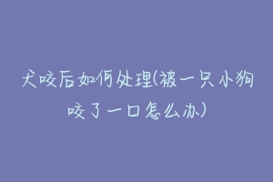 犬咬后如何处理(被一只小狗咬了一口怎么办)-动物百科