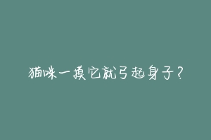 猫咪一摸它就弓起身子?-动物百科