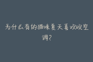 为什么有的猫咪夏天喜欢吹空调?-动物百科