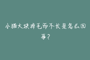 小猫大块掉毛而不长是怎么回事?-动物百科