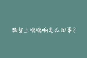 猫身上嗡嗡响怎么回事?-动物百科