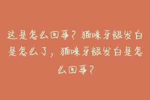这是怎么回事？猫咪牙龈发白是怎么了，猫咪牙龈发白是怎么回事？-动物百科
