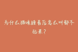 为什么猫咪睡着后怎么叫都不起来?-动物百科
