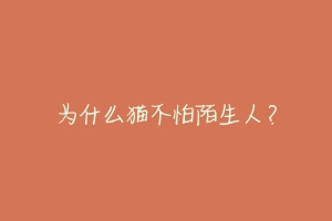 为什么猫不怕陌生人?-动物百科