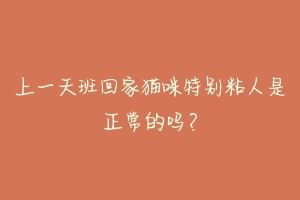 上一天班回家猫咪特别粘人是正常的吗?-动物百科