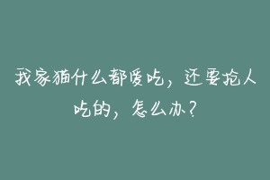 我家猫什么都爱吃,还要抢人吃的,怎么办?-动物百科