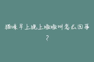 猫咪早上晚上嗷嗷叫怎么回事?-动物百科