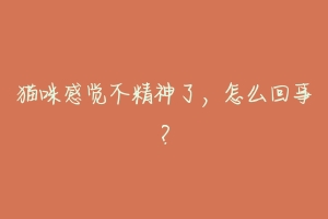 猫咪感觉不精神了,怎么回事?-动物百科