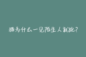 猫为什么一见陌生人就跑?-动物百科