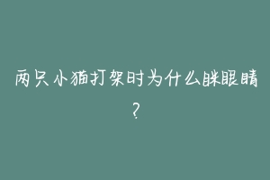 两只小猫打架时为什么眯眼睛？-动物百科