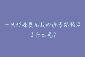 一只猫咪莫名其妙缠着你预示了什么呢？-动物百科