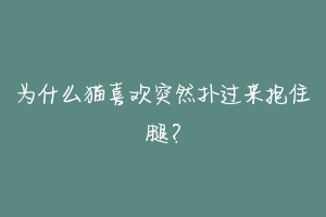 为什么猫喜欢突然扑过来抱住腿？-动物百科