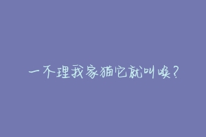 一不理我家猫它就叫唤？-动物百科