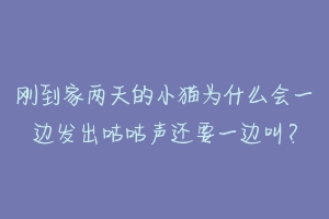 刚到家两天的小猫为什么会一边发出咕咕声还要一边叫?-动物百科