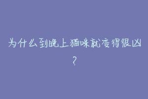 为什么到晚上猫咪就变得很凶?-动物百科