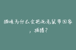 猫咪为什么会把死老鼠带回家,捕猎?-动物百科
