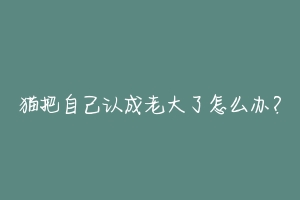 猫把自己认成老大了怎么办?-动物百科