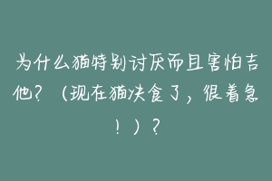为什么猫特别讨厌而且害怕吉他?(现在猫决食了,很着急!)?-动物百科
