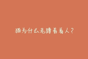 猫为什么老蹲着看人?-动物百科