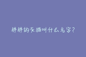 胖胖的灰猫叫什么名字?-动物百科