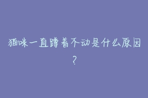 猫咪一直蹲着不动是什么原因?-动物百科