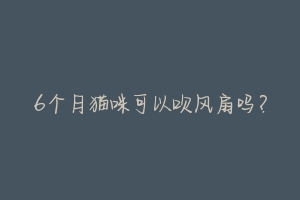 6个月猫咪可以吹风扇吗?-动物百科