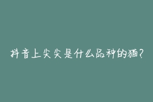 抖音上尖尖是什么品种的猫?-动物百科