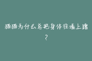 猫猫为什么总把身体往墙上蹭？-动物百科