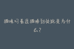 猫咪叼着逗猫棒到处跑是为什么？-动物百科