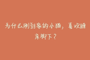 为什么刚到家的小猫，喜欢睡床脚下？-动物百科