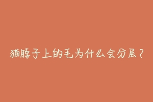 猫脖子上的毛为什么会分层?-动物百科