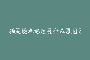 猫屁股拖地走是什么原因？-动物百科