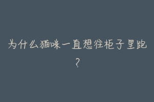 为什么猫咪一直想往柜子里跑？-动物百科