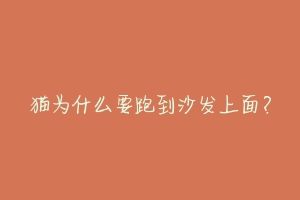 猫为什么要跑到沙发上面?-动物百科