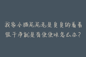 我家小猫屁屁老是臭臭的看着很干净就是有便便味怎么办?-动物百科