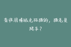 有谁用樟脑丸驱猫的，猫老是爬车？-动物百科