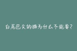白尾巴尖的猫为什么不能要?-动物百科