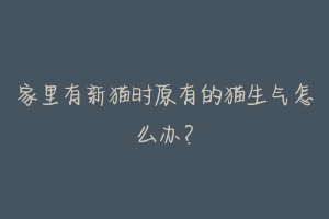 家里有新猫时原有的猫生气怎么办？-动物百科