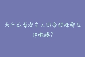 为什么每次主人回家猫咪都在伸懒腰？-动物百科