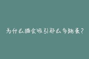 为什么猫会吸引那么多跳蚤?-动物百科
