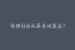 母猫到处乱尿是啥原因？-动物百科