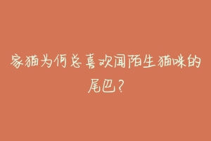 家猫为何总喜欢闻陌生猫咪的尾巴？-动物百科